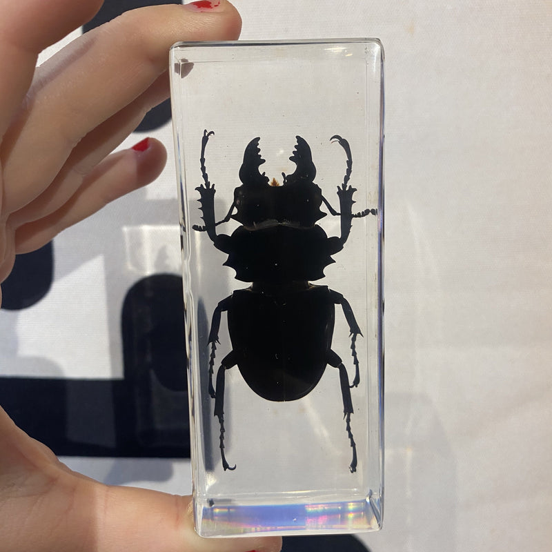 Large Black Stag Beetle Paperweight - Curious Nature