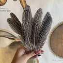 Guinea Feather - Curious Nature