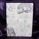 Brain Anatomy Softcover Lined Notebook