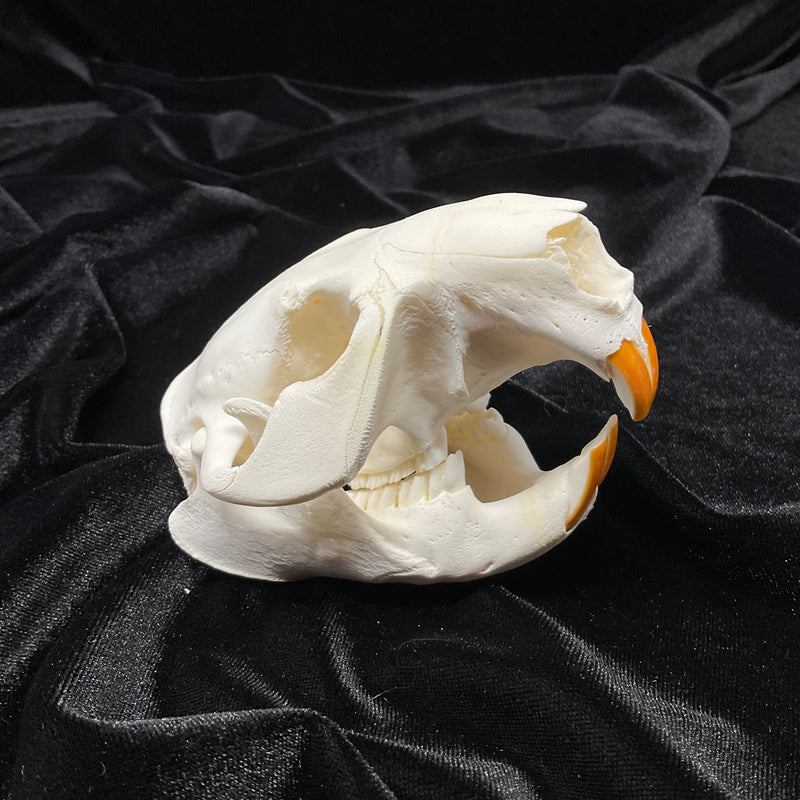 Beaver Skull