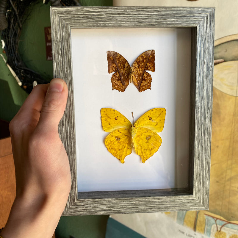 Two Butterfly Display in Frame