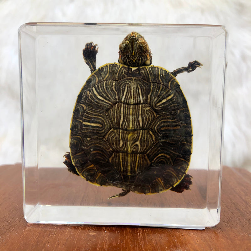 Medium Turtle Paperweight