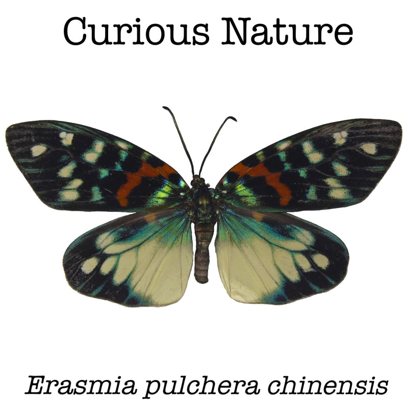 Erasmia pulchera chinensis
