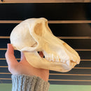 Female Chacma Baboon Skull, Grade B