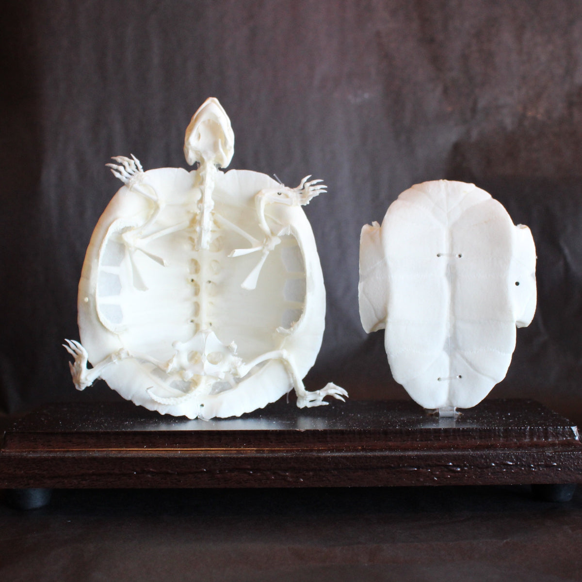 calma store 38kt Skelton Tortoise 新品 新品 CALMA STORE 38kt Skelton Tortoise 38灯 - メルカリ