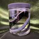 Garter Snake Wet Specimen