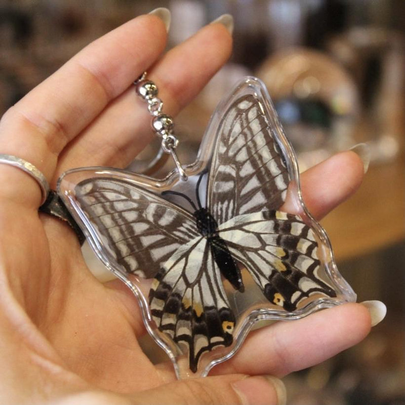 Asian Swallowtail Butterfly Keychain - Curious Nature