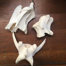 Coyote Vertebra