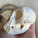 Male Vervet Monkey Skull GRADE B