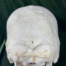 Authentic Human Skull