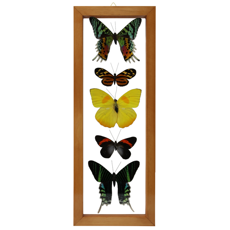 5 Assorted Butterflies in Double Glass (Brown Frame)