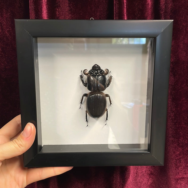 Giant Bess Beetle in Frame