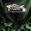 Fish Skeleton Paperweight