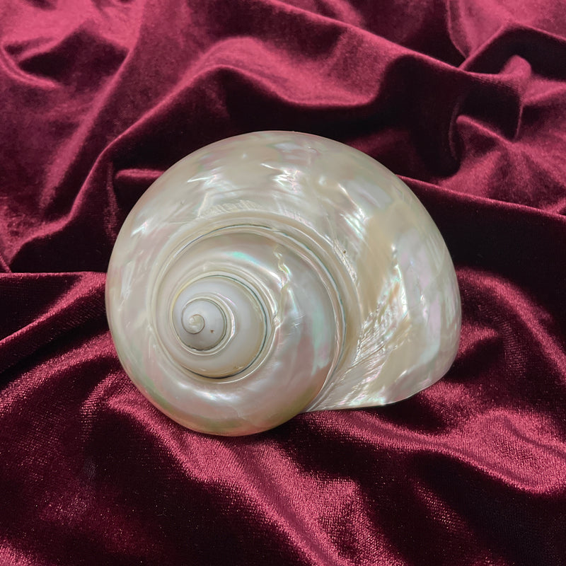 Pearl Jade Turbo Shell