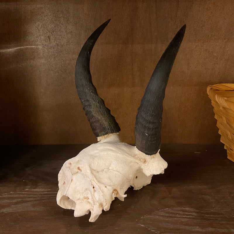 Mountain Reedbuck Skullplate