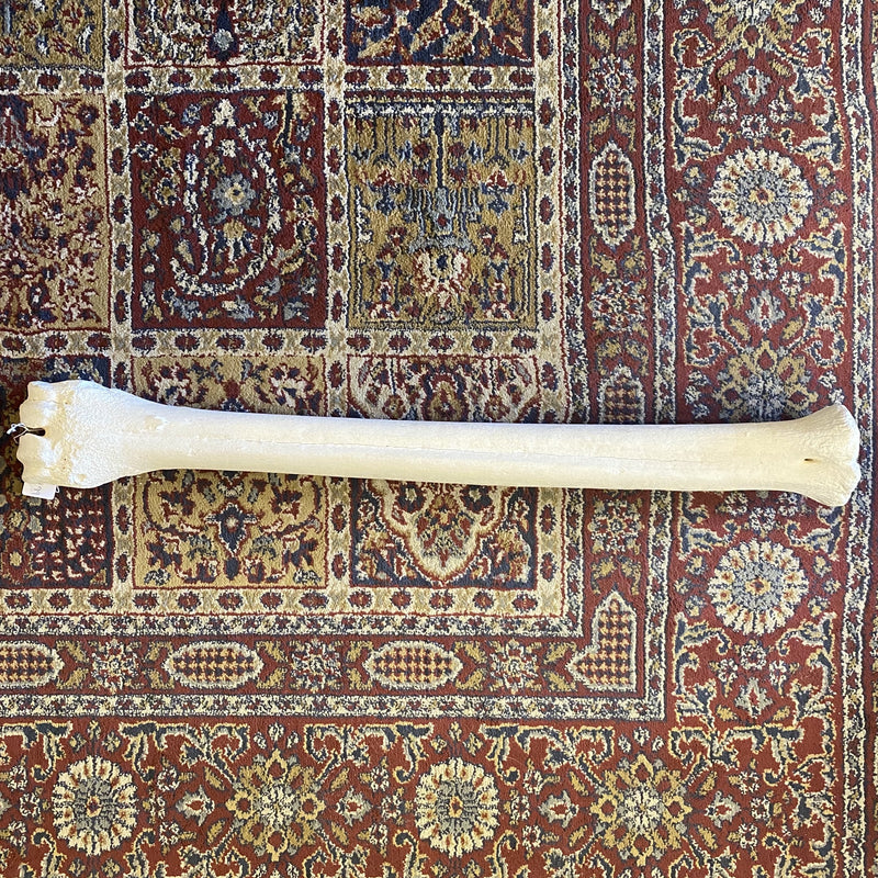 30” Giraffe Metatarsal Leg Bone - Curious Nature
