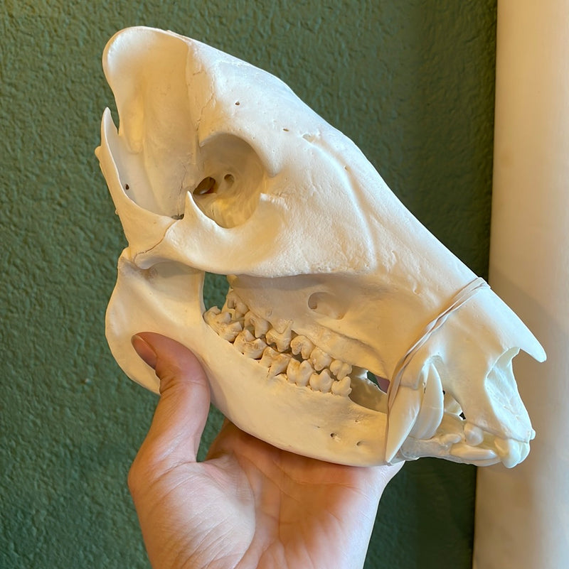 Javelina Skull