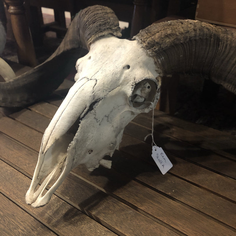 Domestic Ram Skull - Curious Nature