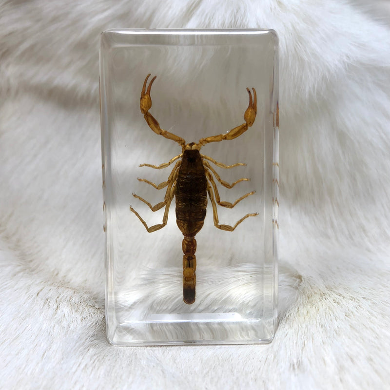 Golden Scorpion Paperweight