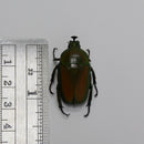 Trigonophorus rothschildi