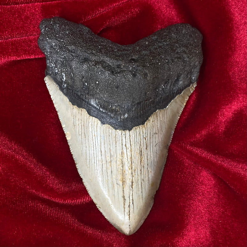 Large Megalodon Tooth