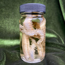 Sandworm Wet Specimen