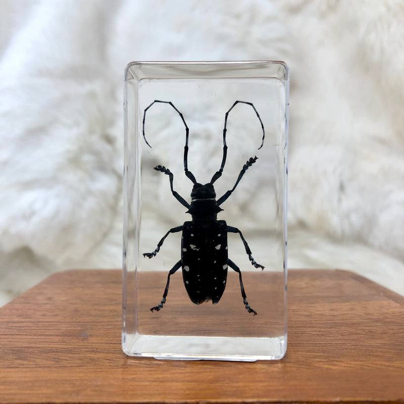 Asian Longhorned Beetle Paperweight