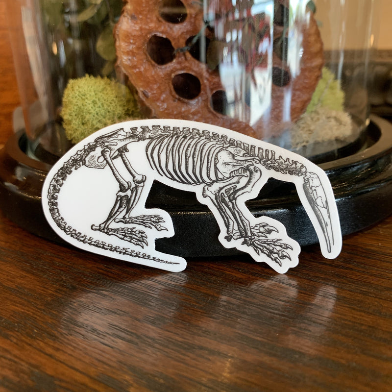 Skeleton Stickers - Curious Nature