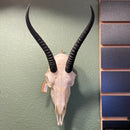 Female Springbok Skull