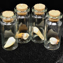 Authentic Human Tooth