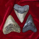 Medium Megalodon Tooth