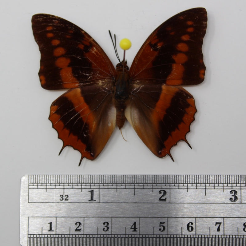 Charaxes cynthia cameroonensis