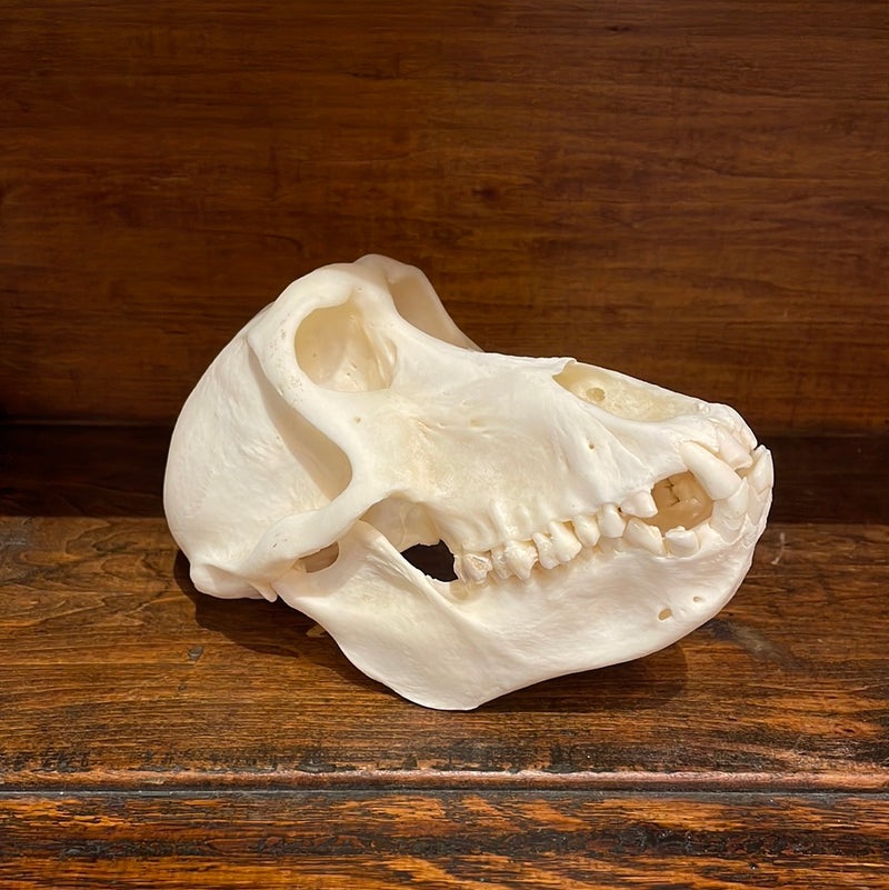 Female Chacma Baboon Skull, Grade A