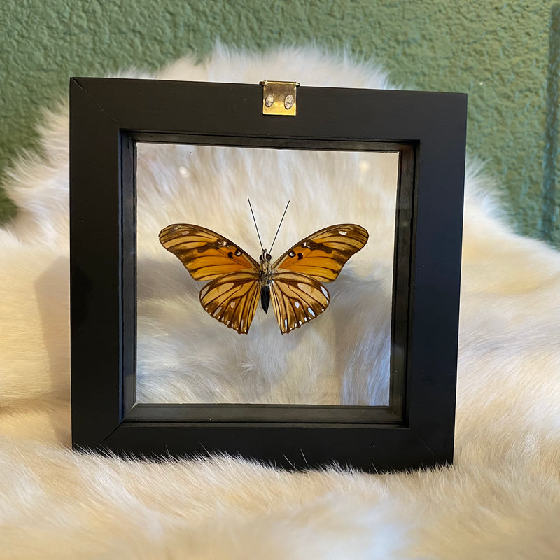 Heliconius Silverspot Butterfly in Double Glass