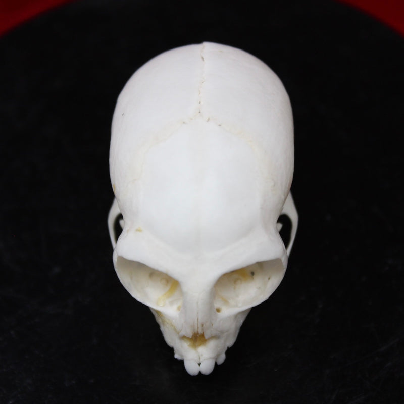 Common Marmoset Skull