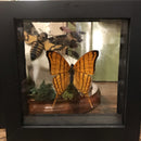 Framed Marpesias Butterflies - Curious Nature