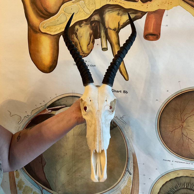 Female Blesbok Skull GRADE A