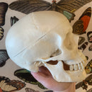 Human Skull Model