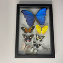 9 Assorted Butterflies in Double Glass 8"x12" Frame