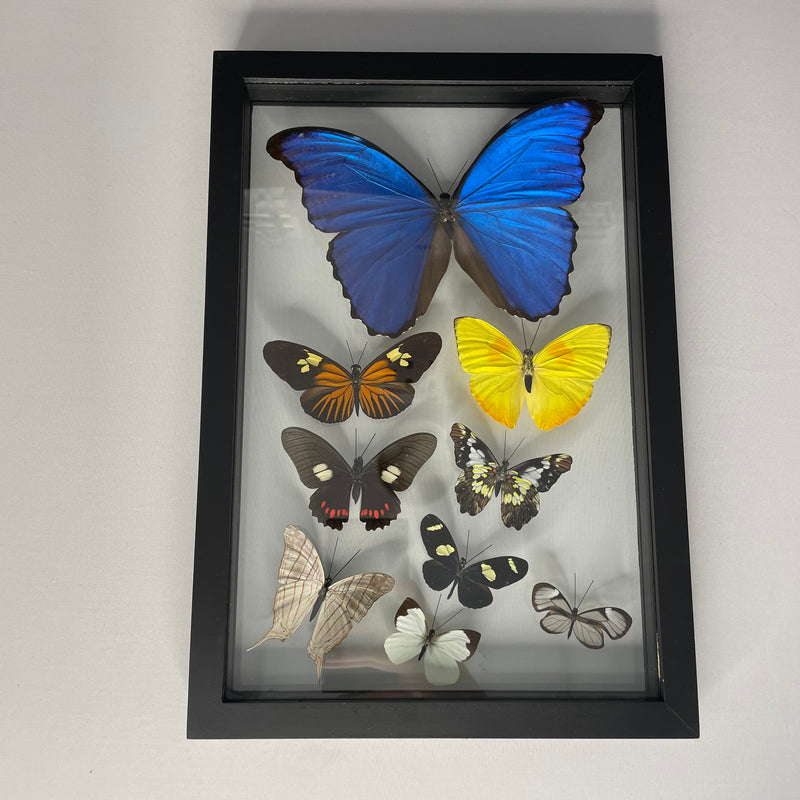 9 Assorted Butterflies/Moths in Double Glass 8" x 12" Frame