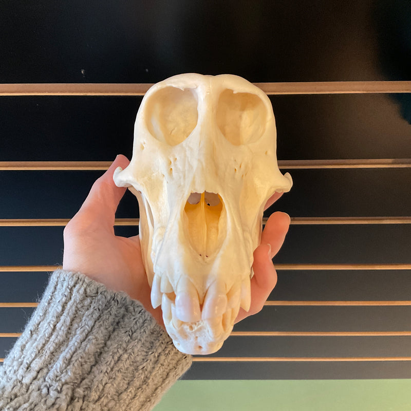 Female Chacma Baboon Skull, Grade B