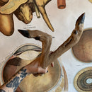 Preserved Taxidermy Deer Leg - Curious Nature