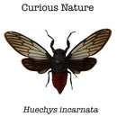Huechys incarnata