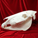 Plains Zebra Skull GRADE B