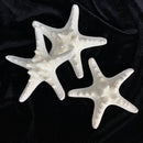 White Knobby Starfish