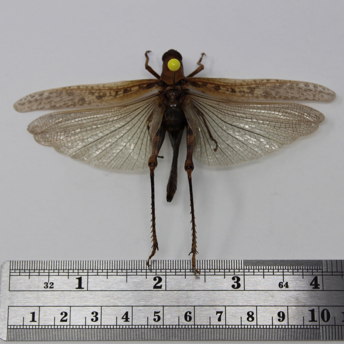 image_cc798fff-20b8-45e5-946a-