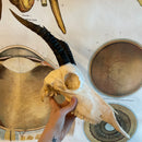 Female Blesbok Skull GRADE B