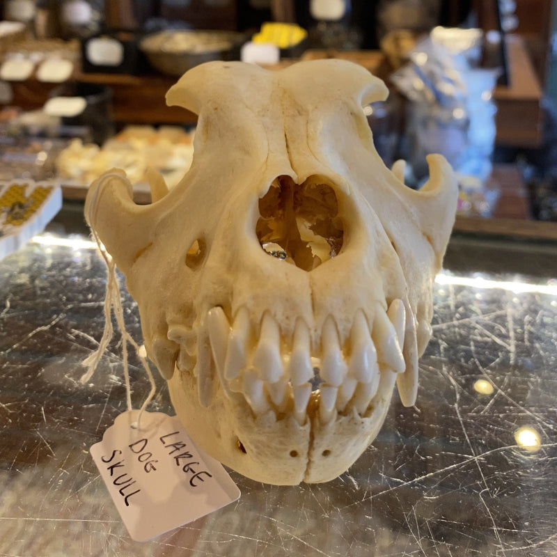 Large Domestic Dog Skull - Curious Nature