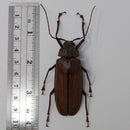 Xixuthrus microcerus microcerus