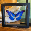 Helena Morpho Butterfly in Double Glass